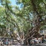 Lahaina Banyan Tree