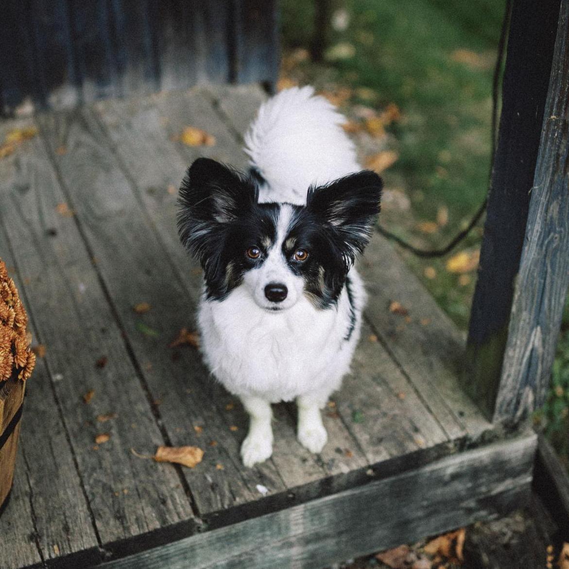 Piper