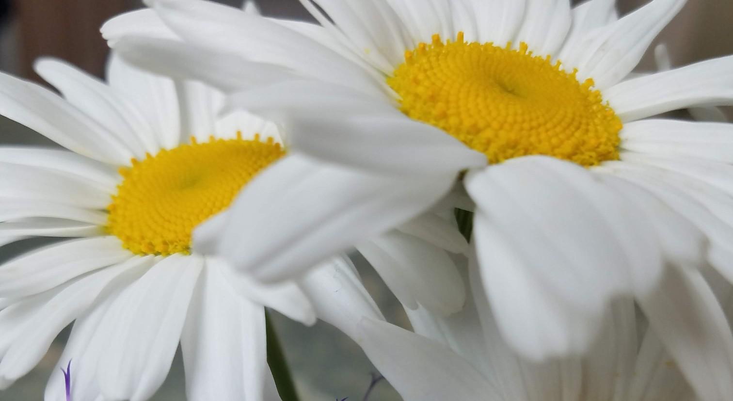 Footer image