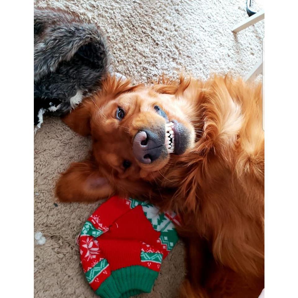 Our very happy Golden Retriever, Duke! -2019-