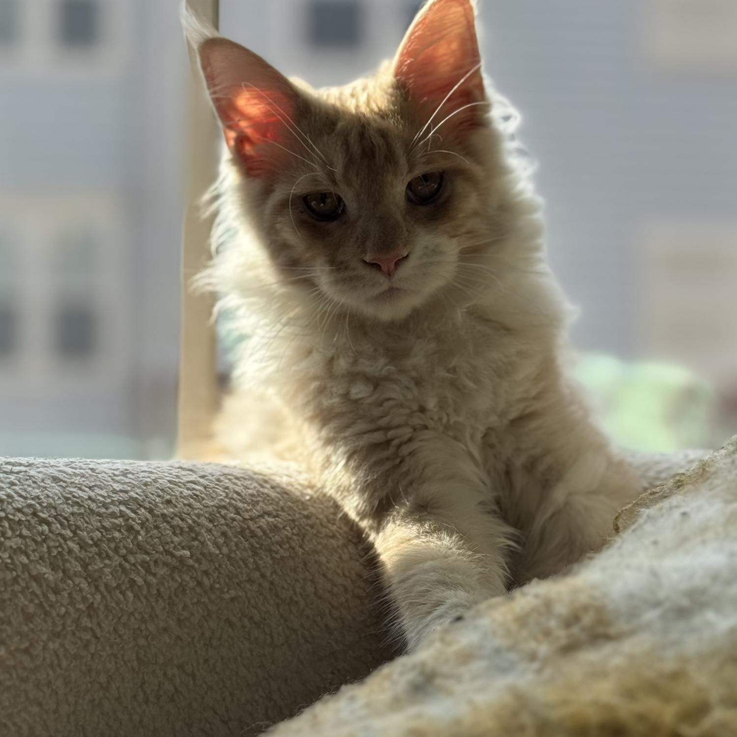 Our newest family member, Simba