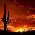 Saguaro National Park
