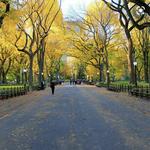 Central Park