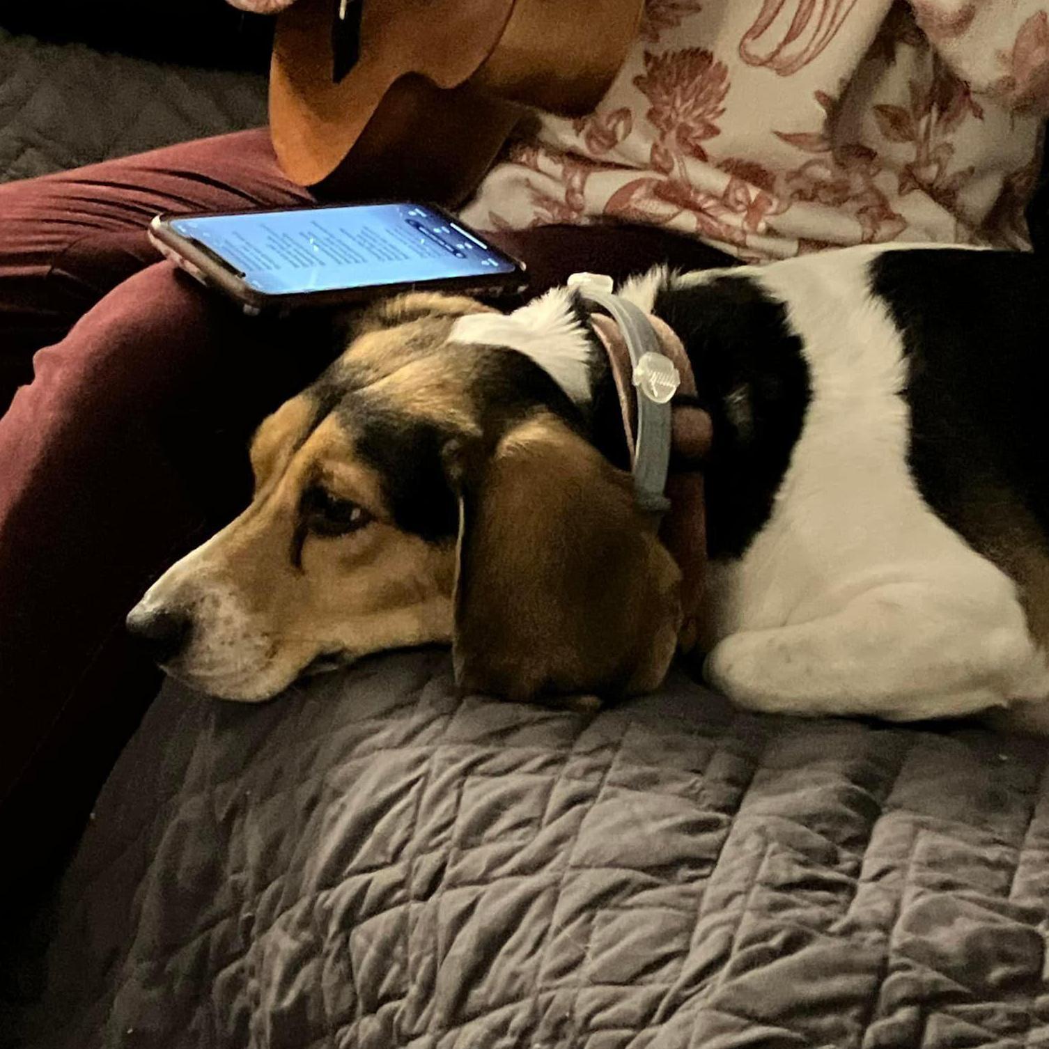 Bella the Dog