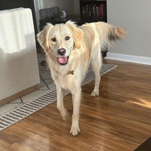 Our Golden Retriever Fund
