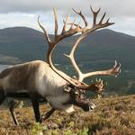 Cairngorm Reindeer Centre