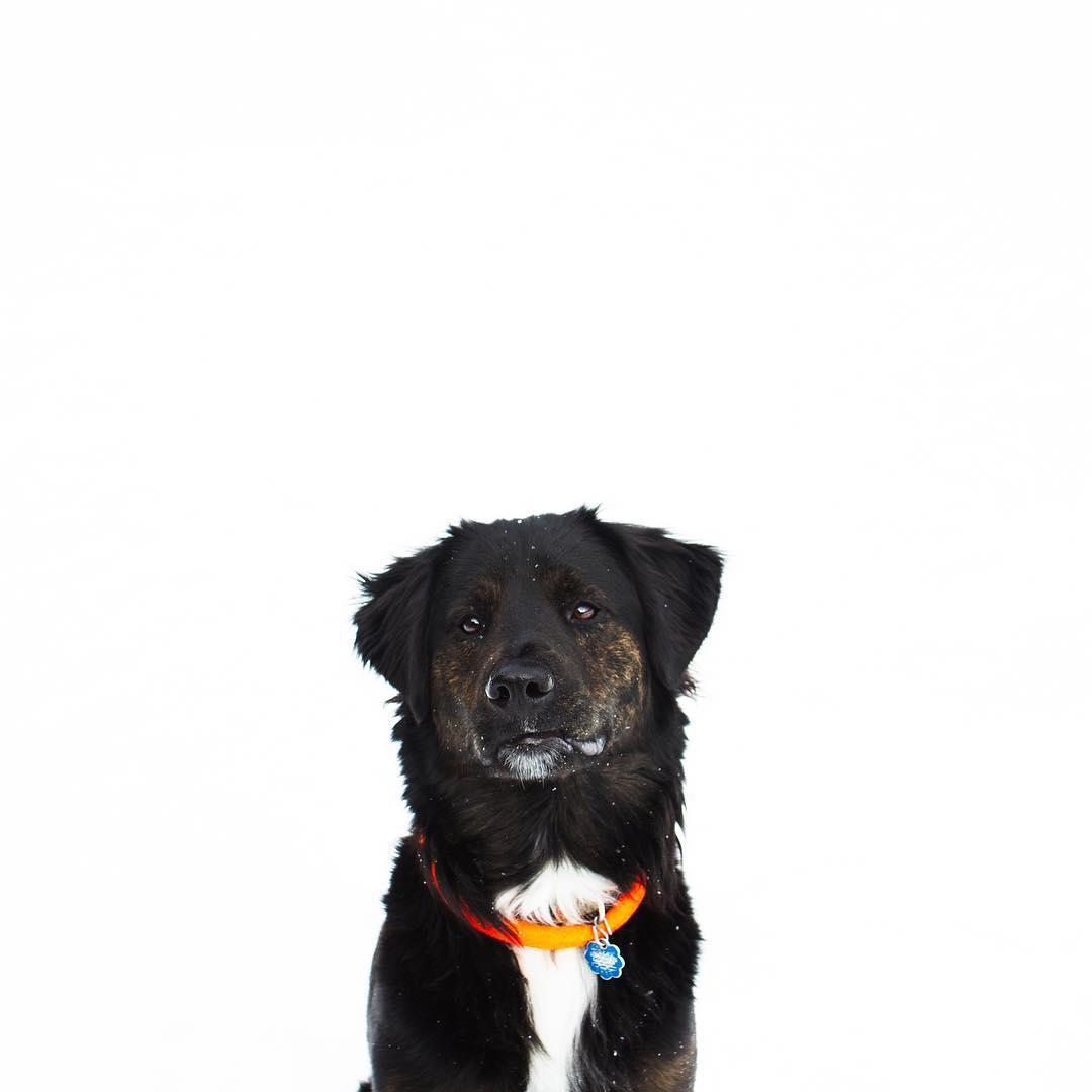Our handsome doggy Bowie!