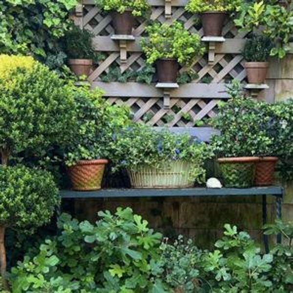 Backyard Garden Fund