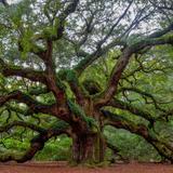 Angel Oak Tree