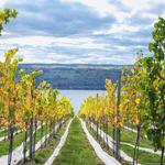 Hillick & Hobbs Estate