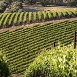 Wente Family Estate - Vineyard and Golf Course
