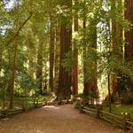 Henry Cowell Redwoods State Park