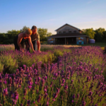 Prince Edward County Lavender Farms