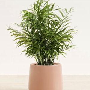 Medium Parlor Palm in Calm Rose Ceramic Amber