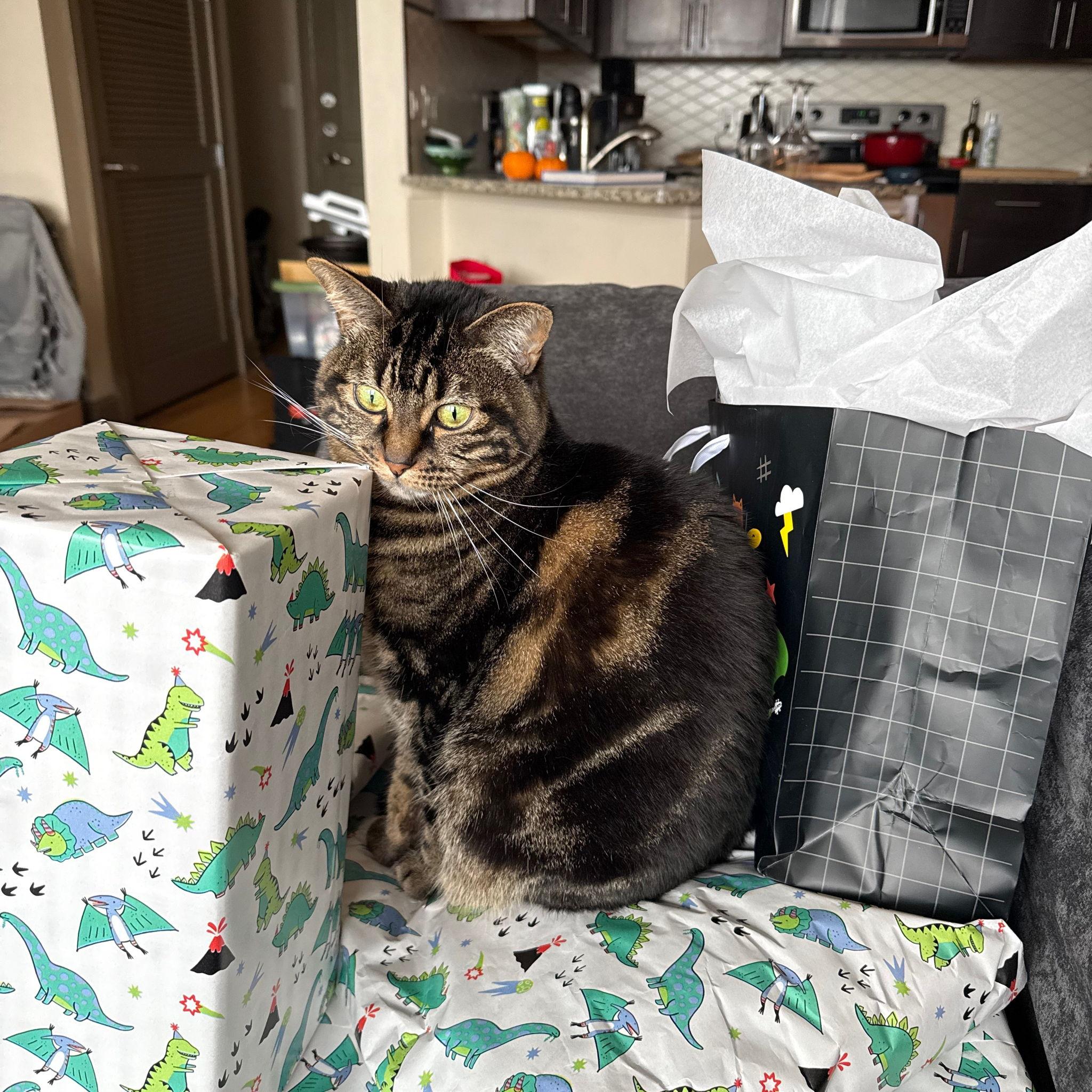 Tundra helped wrap Dallas' presents!
