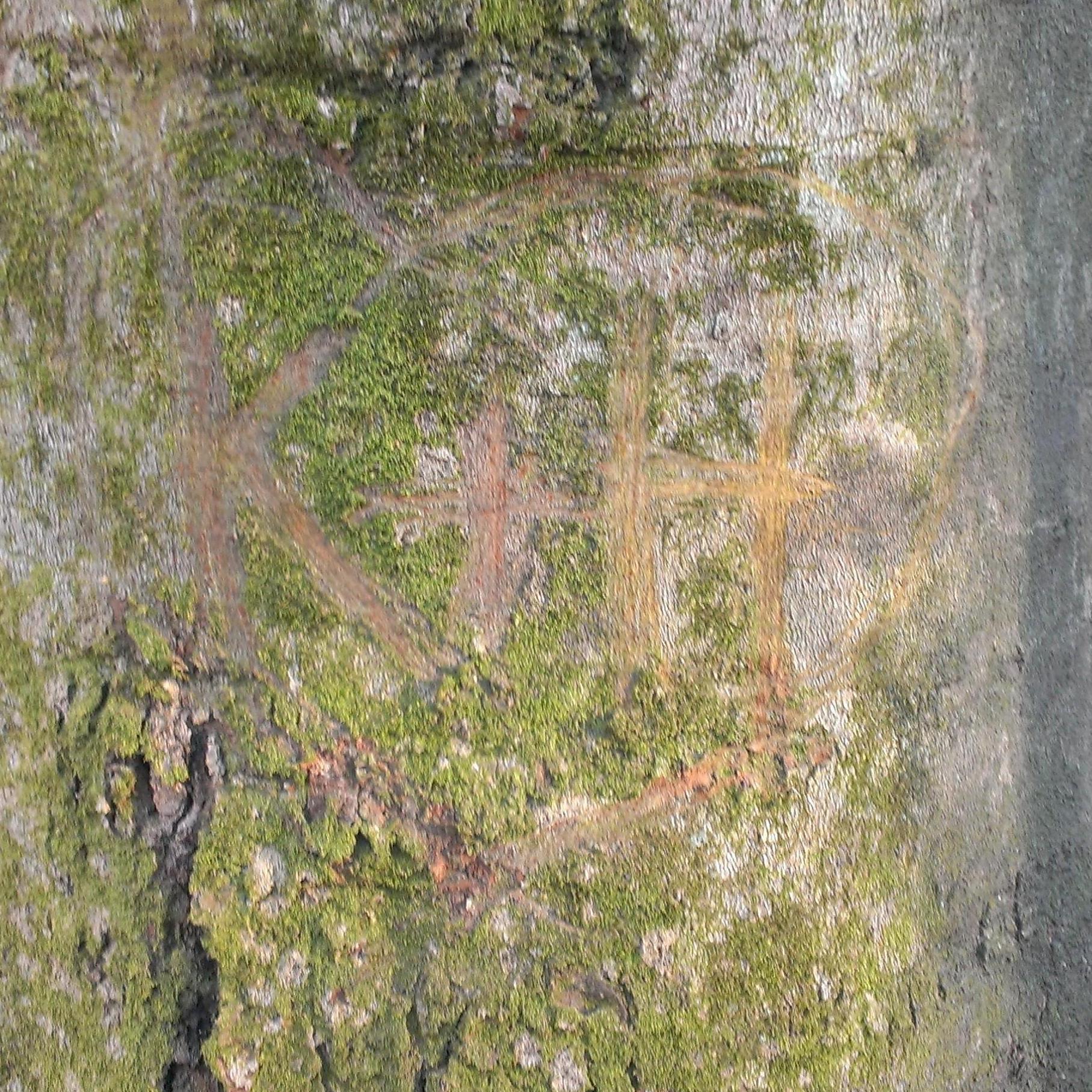 On a tree somewhere in the woods