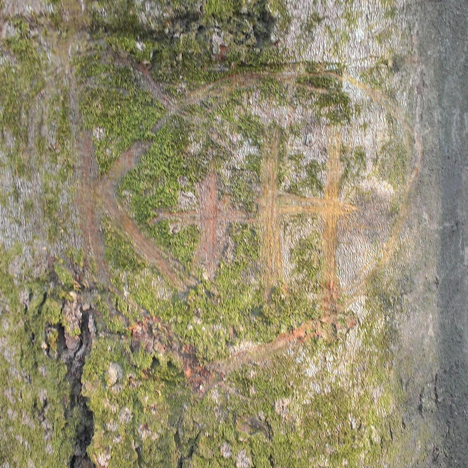 On a tree somewhere in the woods