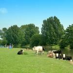 Port Meadow