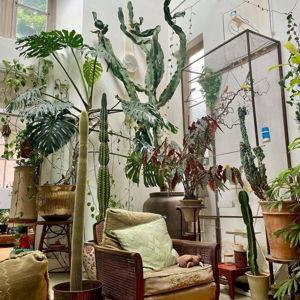 House Plants