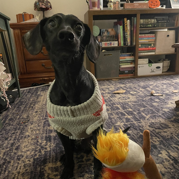 Our Pet Toy Fund