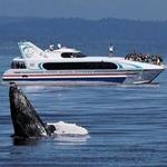 Whale Watching Tour!