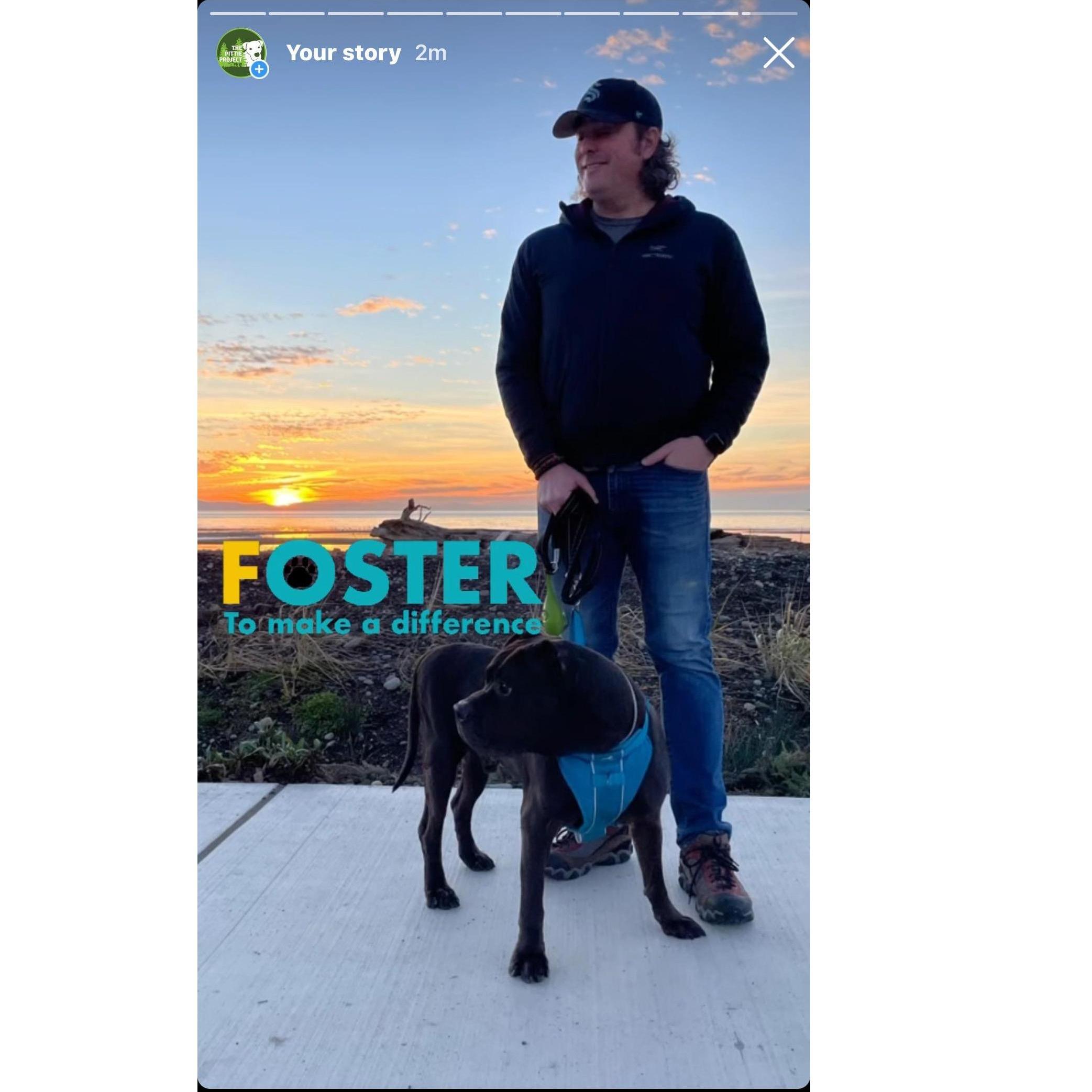 Foster's moment of fame via the Pittie Project PNW.
