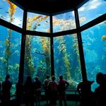Monterey Bay Aquarium