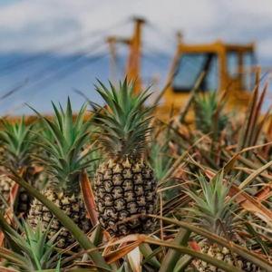 Big Island Pineapple Tour