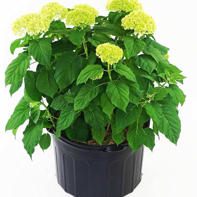 Hydrangea arb. 'Annabelle' (Smooth Hydrangea) Shrub, white mophead flowers, #3 - Size Container