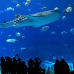 Georgia Aquarium
