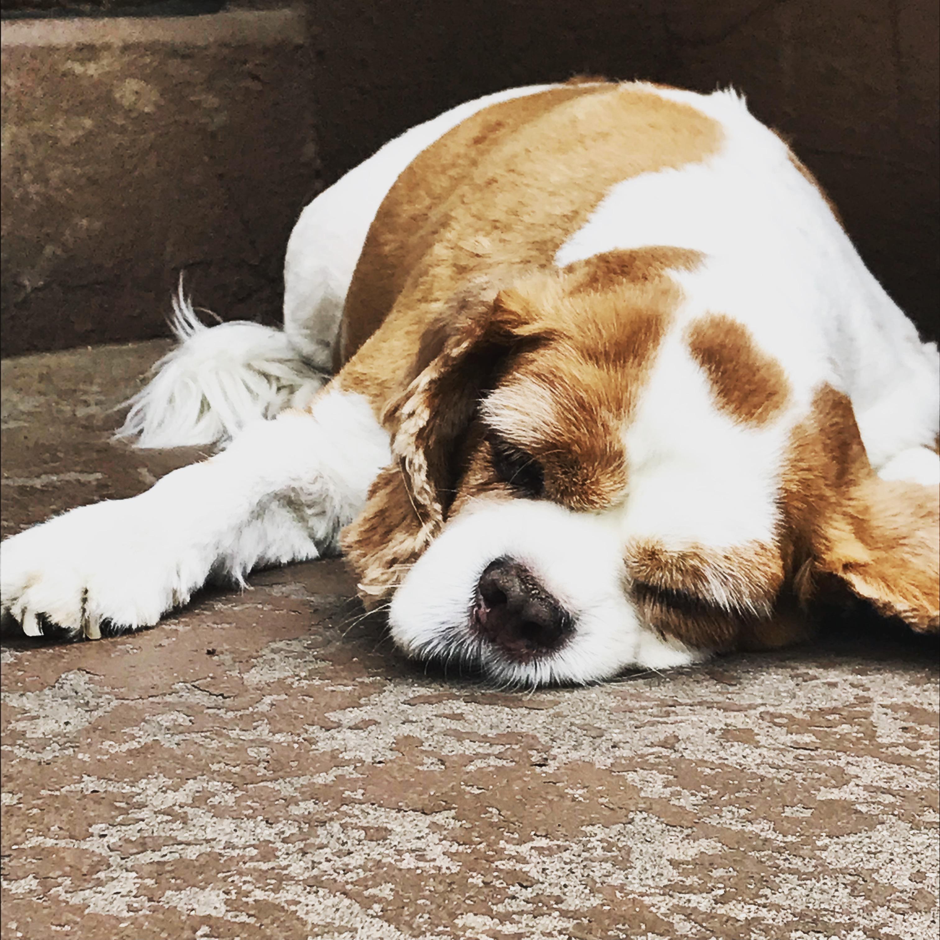 Sleeping on the stoop