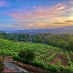 Hidden Meadows Vineyard