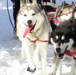 Dog Sled Excursions