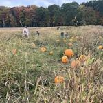 Cheeseman Farm