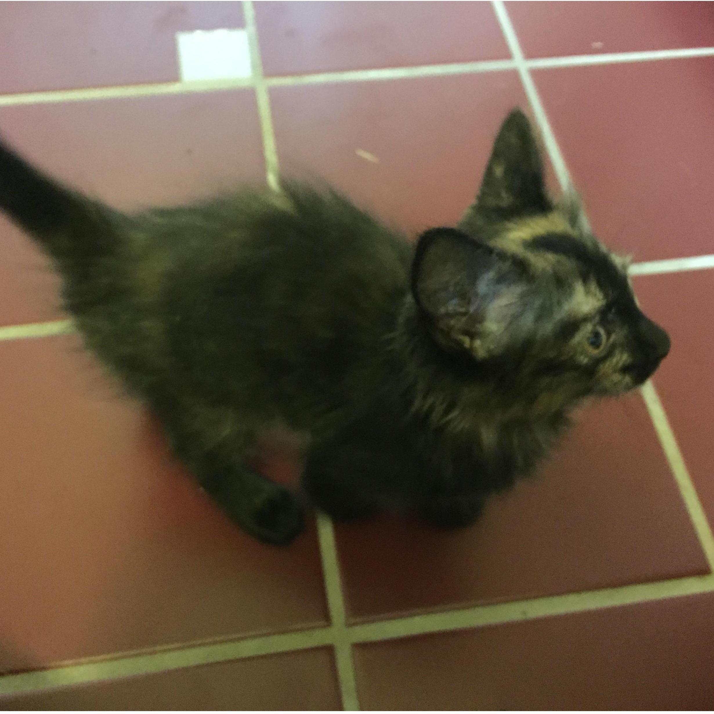 The addition of Spaz makes our family complete (for now.)