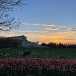 Saint Louis Art Museum