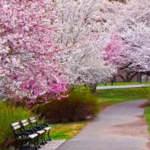 Branch Brook Park