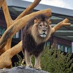 Lincoln Park Zoo