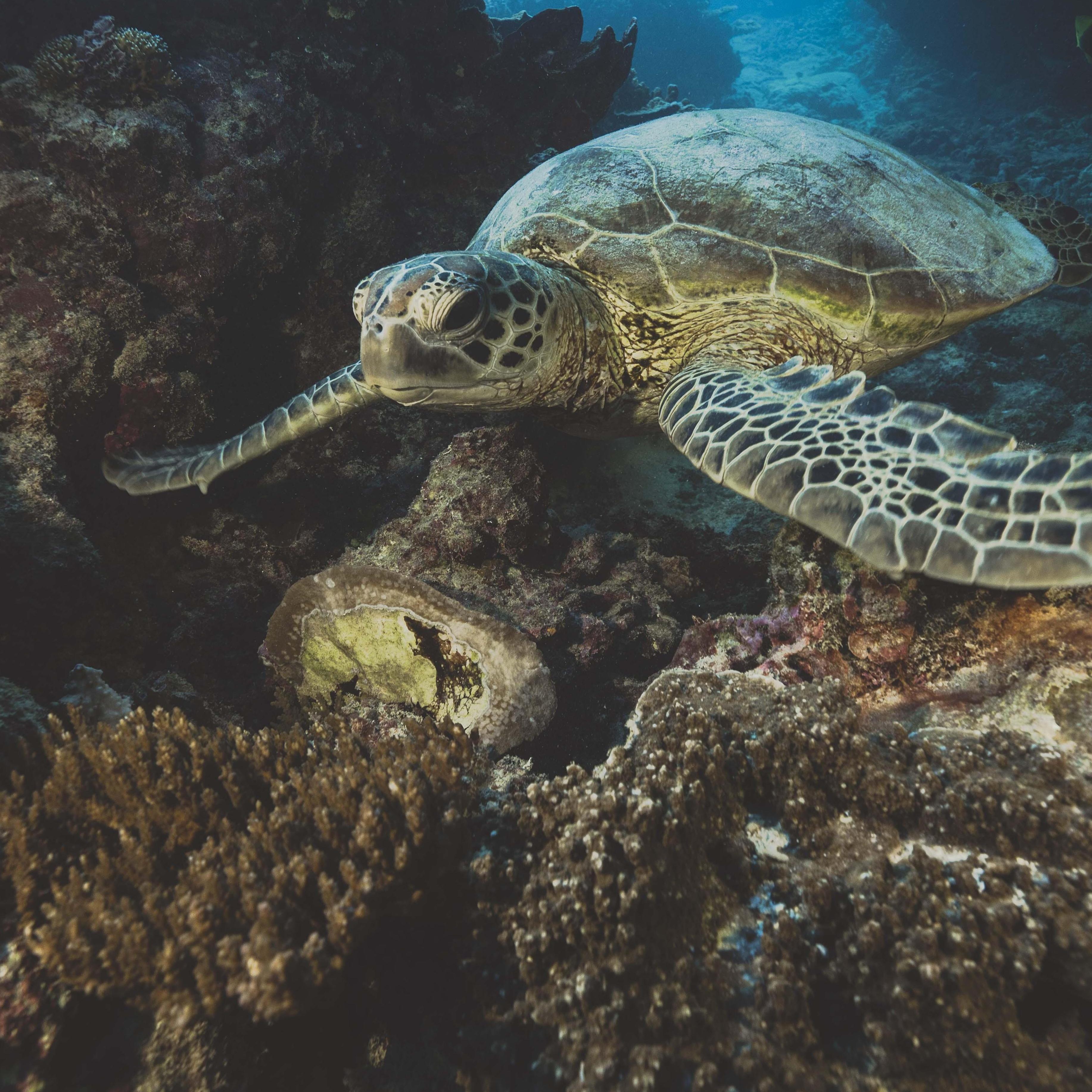 There are hundreds of turtles!