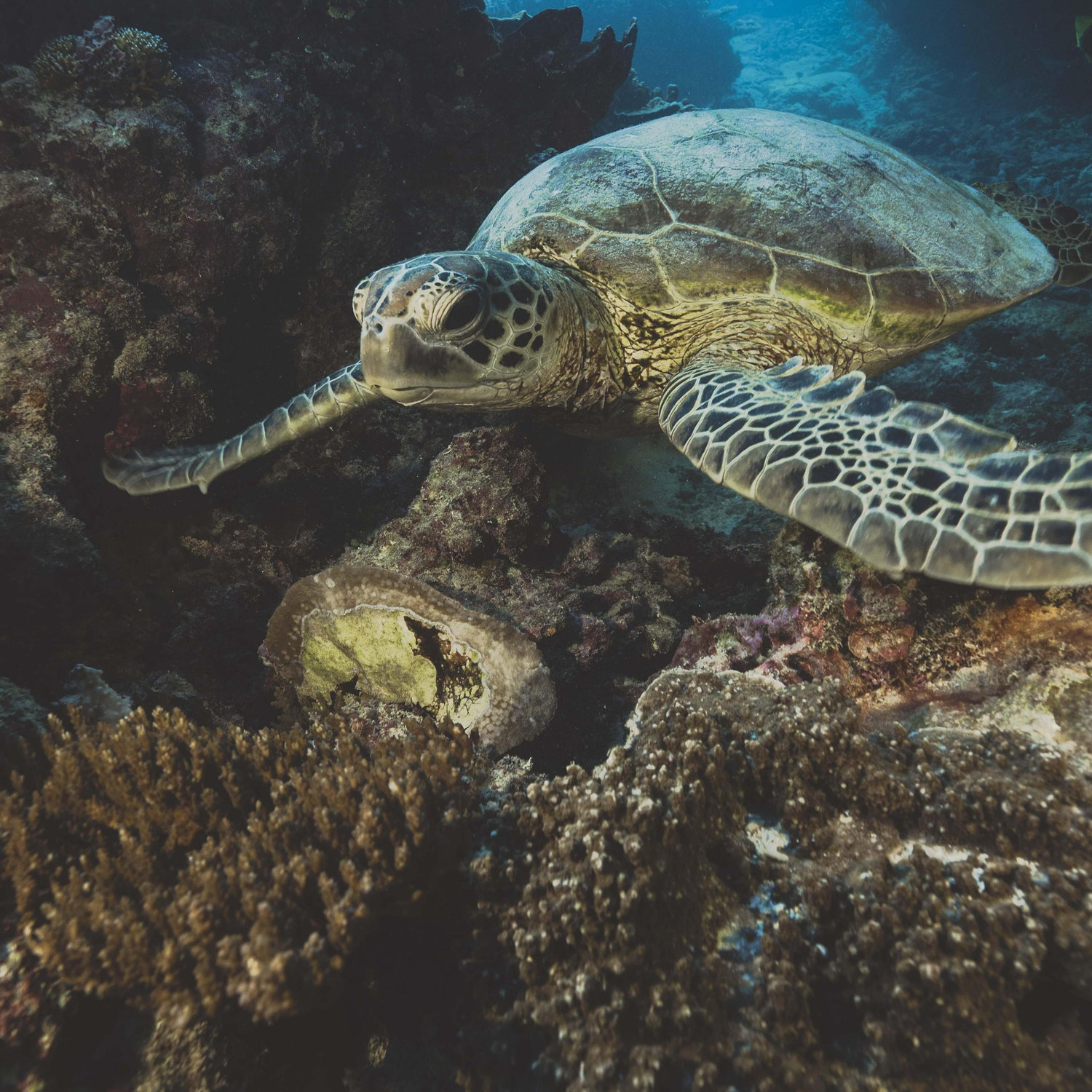There are hundreds of turtles!