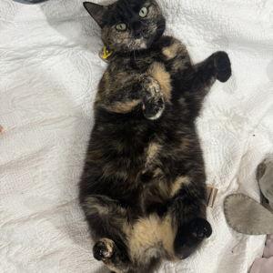 For our cat Nyla too get her to her new home