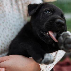 Our New Puppy