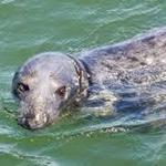 Cape Cod Scenic Tours