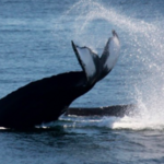 Whale Watching/Nature Tours