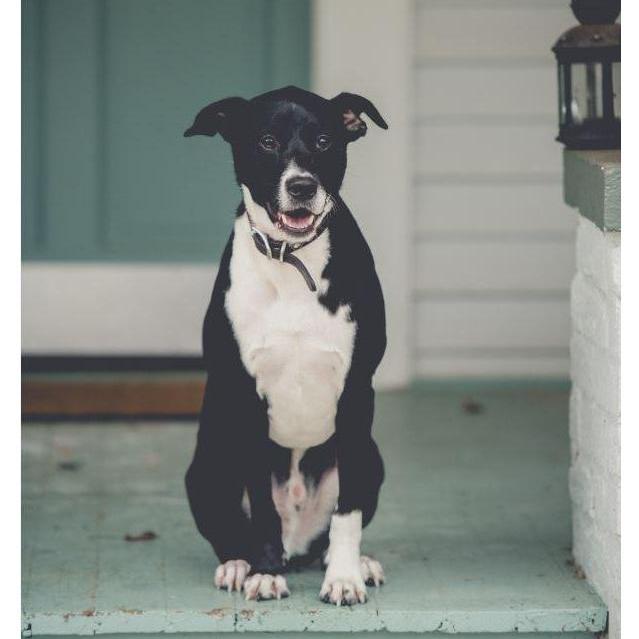Our sweet boy, Cooper.