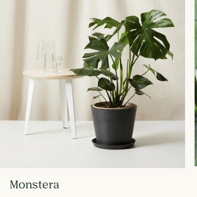 Monstera