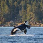 Whale Watching