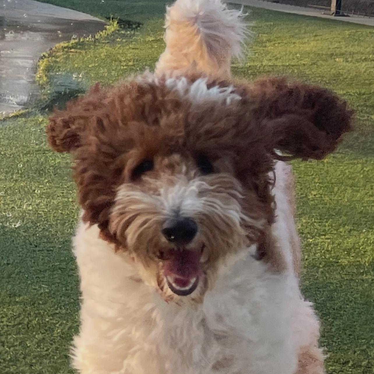 Pet treats, spa days, and pedicures for Leo