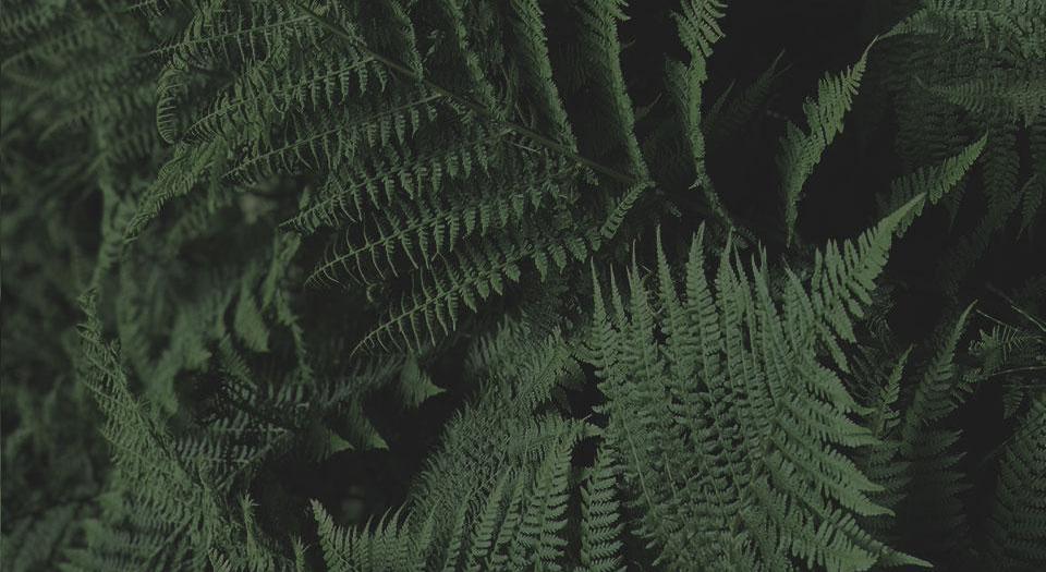 Footer image