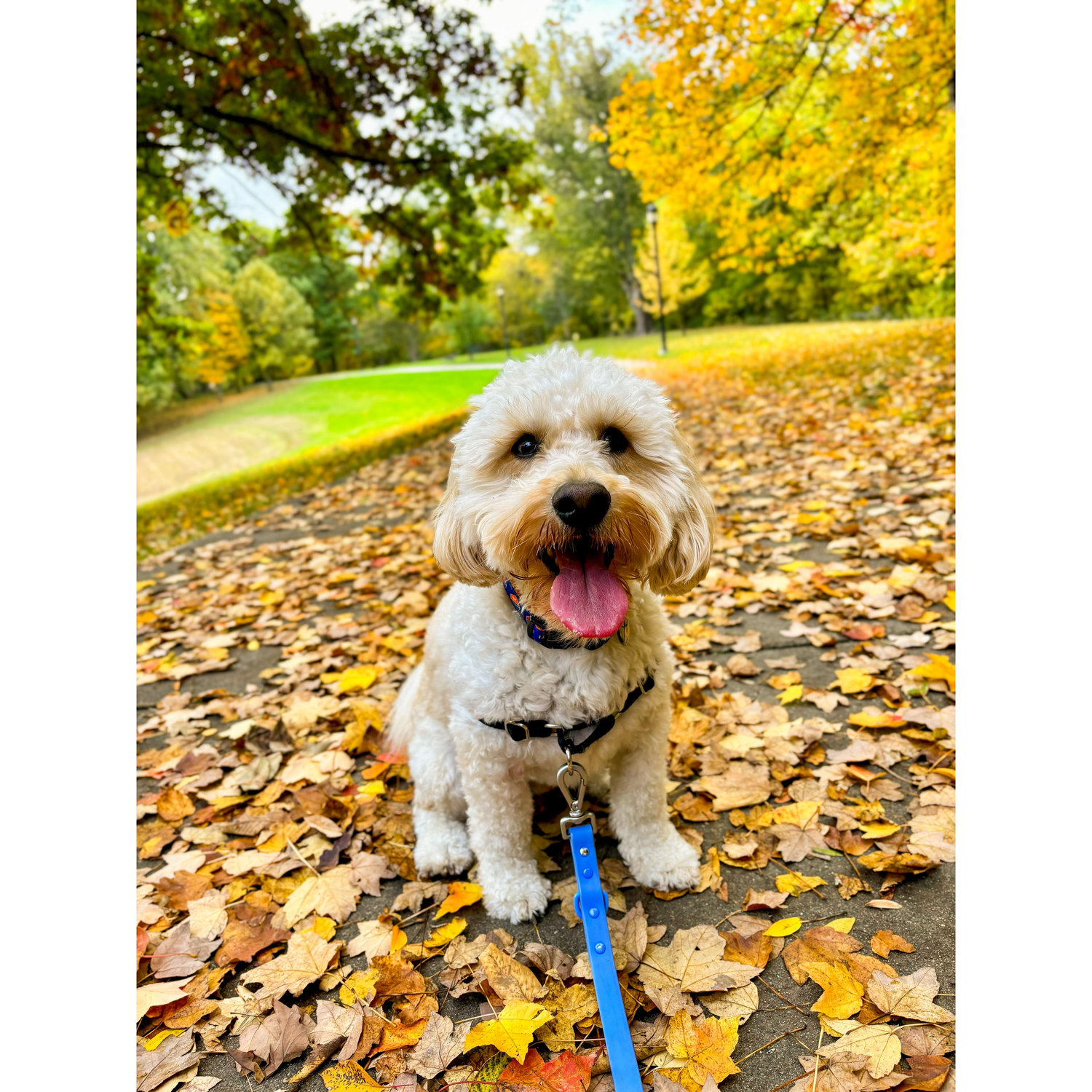 Our fur-son Finley